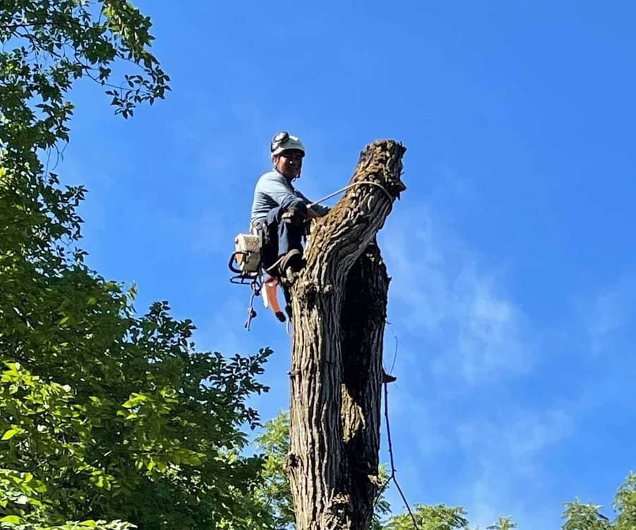 A climber sitting on top of a topped trunk, roped in, with no machinery in the frame