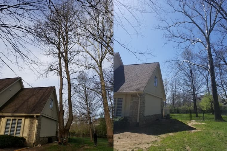 Before and after: bare trees crowding a house at the roofline, then the same corner with them cleared and the ground bare where they stood